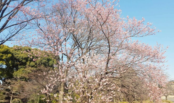 Tokyo cherry blossom season sakura Japan