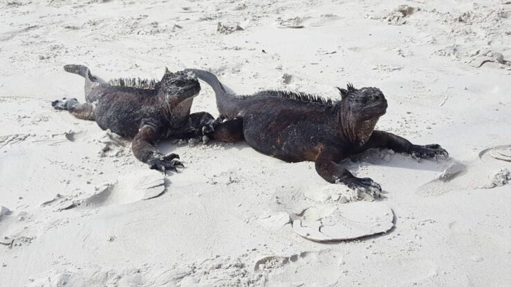Galapagos animals: Marine iguana couple! Tortuga Bay