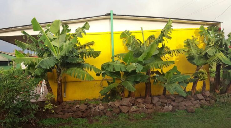 Awesome banana palms outside our cabana in Hanga Roa.