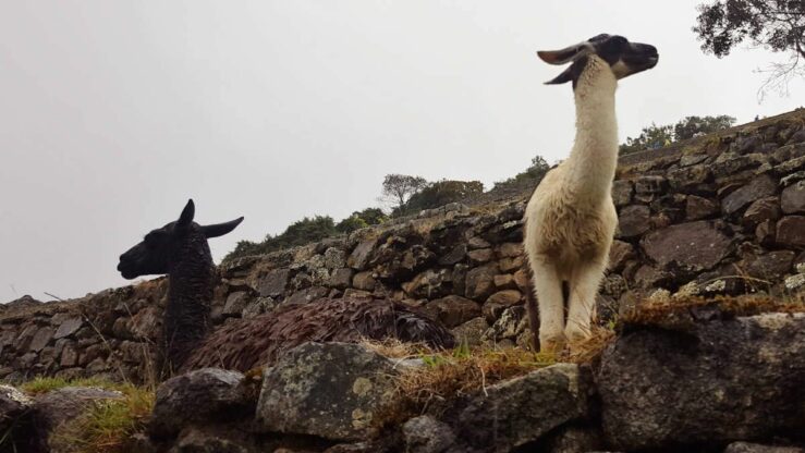 alpacas and llamas