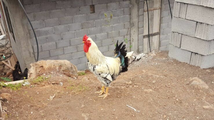 A handsome rooster in a new quarter behind the local market - hotel Santa Cruz Island Galapagos.