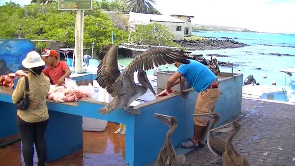 herons and pelicans Santa Cruz Fish Market Galapagos Iguanas, Sally Lightfoot Crab
