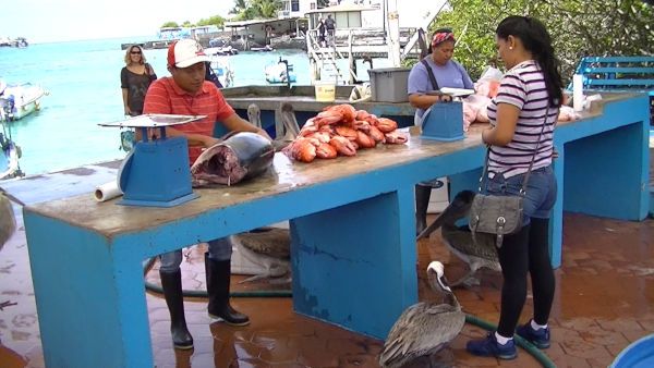 life at the local fish market Galapagos Iguana Sally Lightfoot Crab
