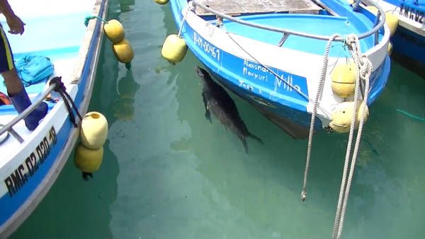 Sea lion between boats