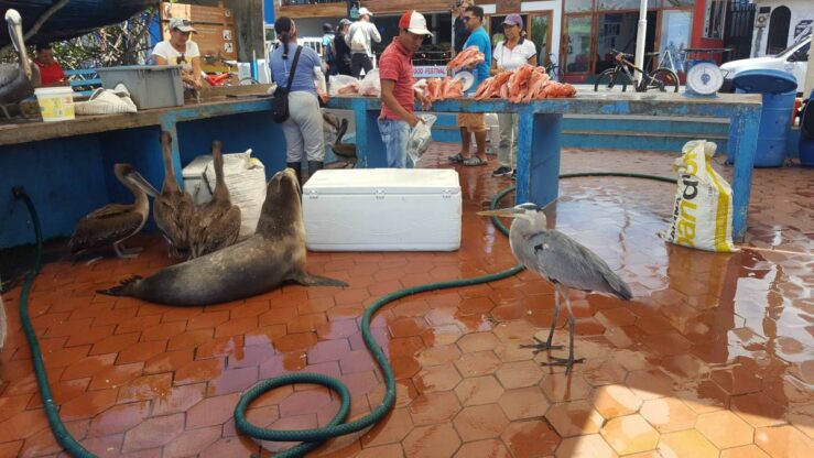 sea lions, herons and pelicans scorpion fish fish market