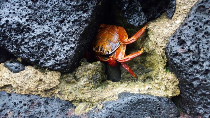 Sally Lightfoot Crab