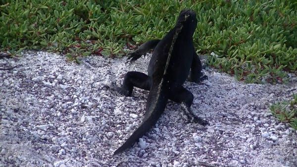 handsome black iguana