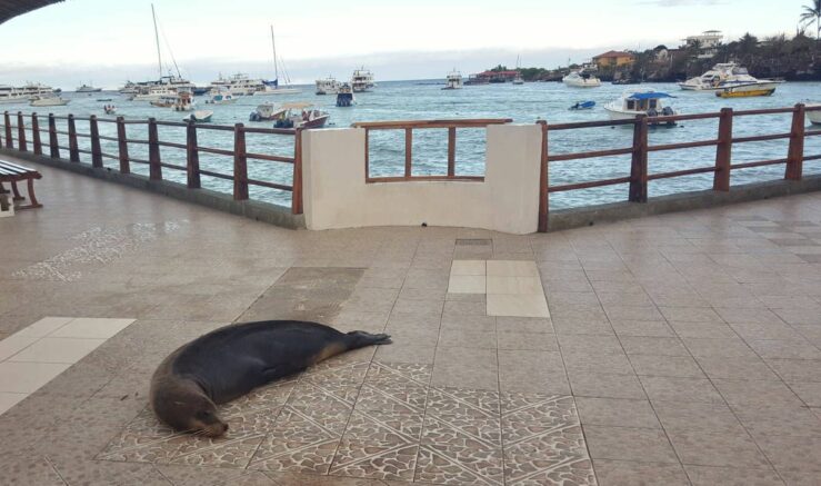 A resident on the pier with a view to taxi and tour boats as well as cruise ships and Galapagos sharks.
