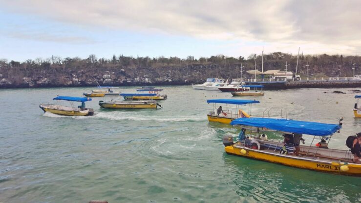 water taxis among spotted eagle rays and a Galapagos shark in the harbour of Puerto Ayora