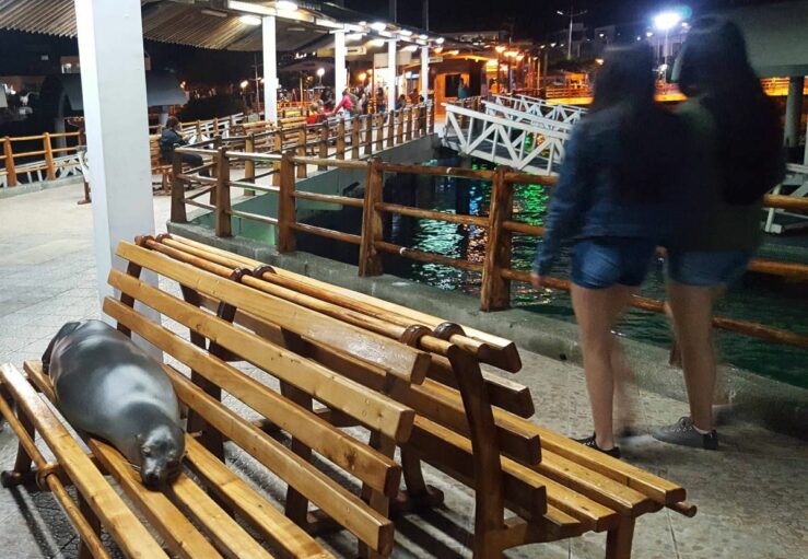 the pier in Puerto Ayora sea lions on the benches - brujo fish