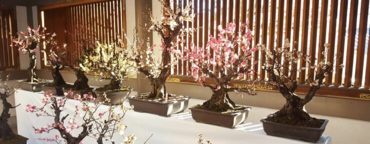 Yushima Tenjin Shrine sakura blossoms