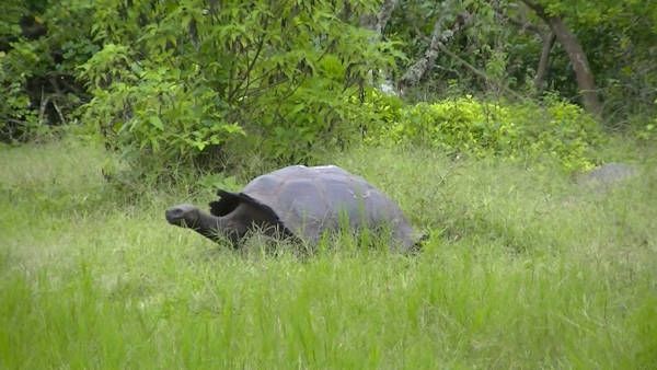 Tour Guide Galapagos Giant Tortoises