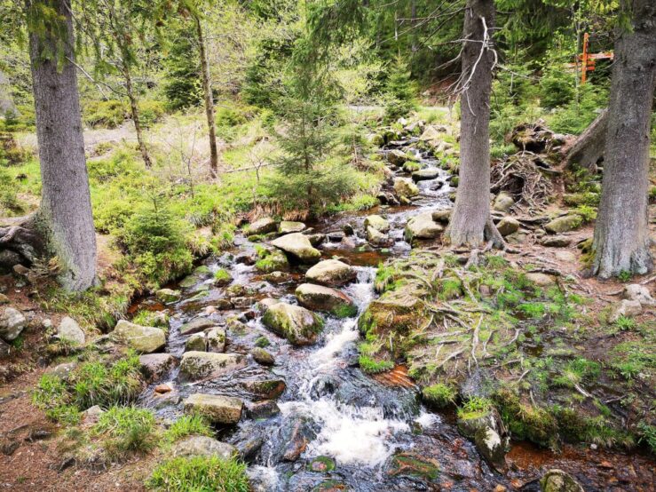 Hiking in the Harz Mountains with streams