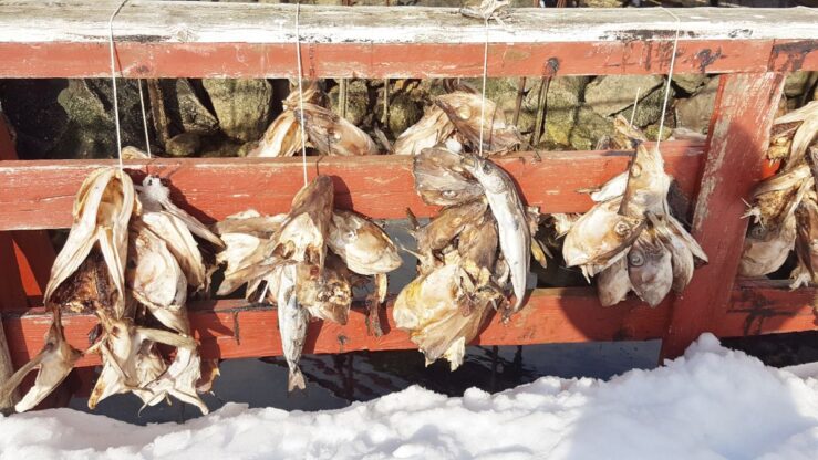heads of Stockfish in Nusfjord