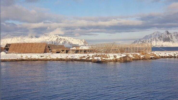 The cod on 'hjell' in Lofoten Islands in Norway.
