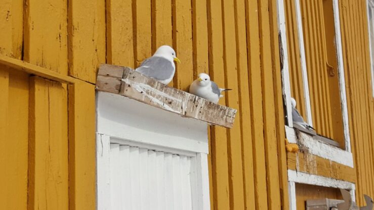 Svolvaer and Nusfjord feature sea gulls.