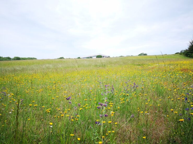 Moesgaard Museum meadows