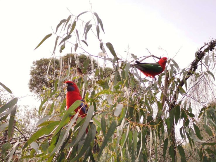 Parrots on the Great Ocean Road, in Southern Australia