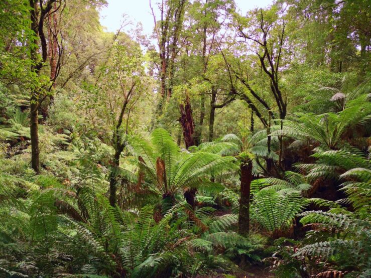 Otway Ranges