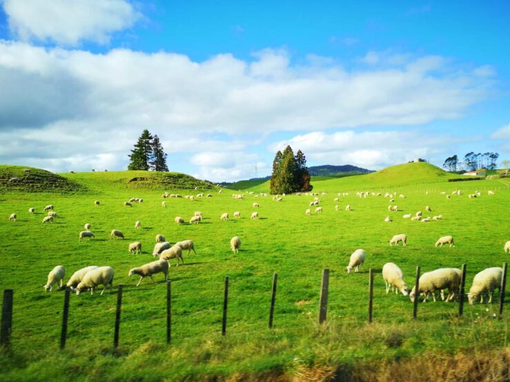 Cities Things to Do in New Zealand North Island