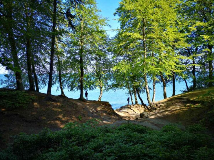 Marselisborg Forests