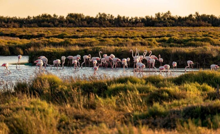 Flamingos