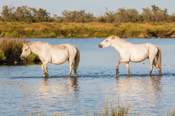 camargue south of france