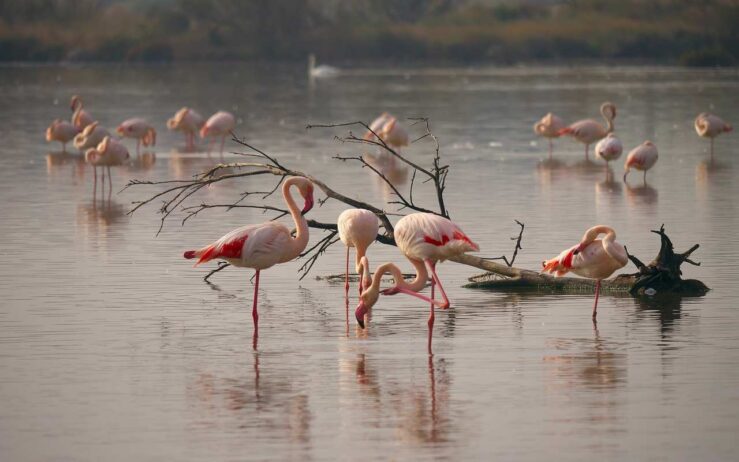 flamingos south of france