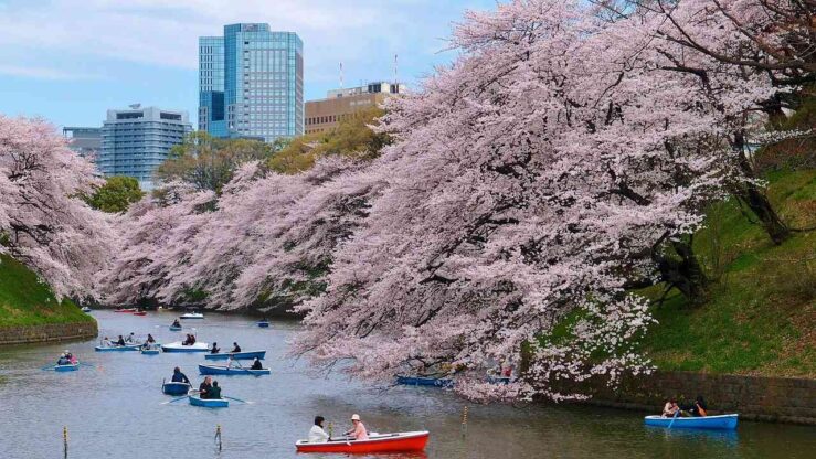 Tokyo Cherry Blossom Season Plum Blossom Festival