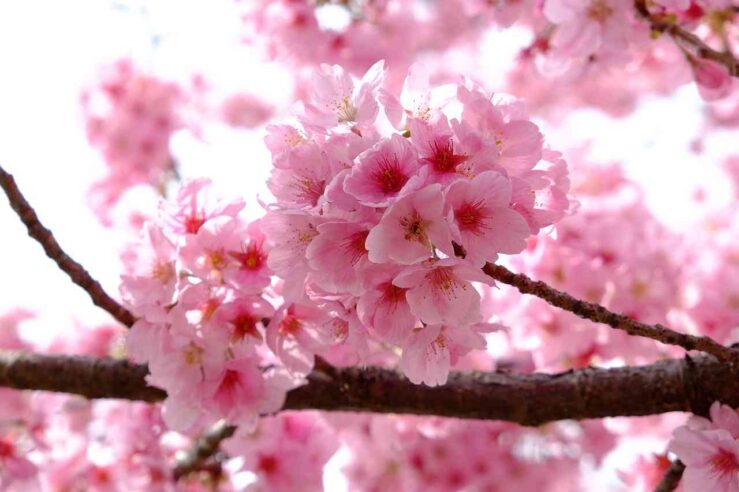 Tokyo Cherry Blossoms Bloom Japan  