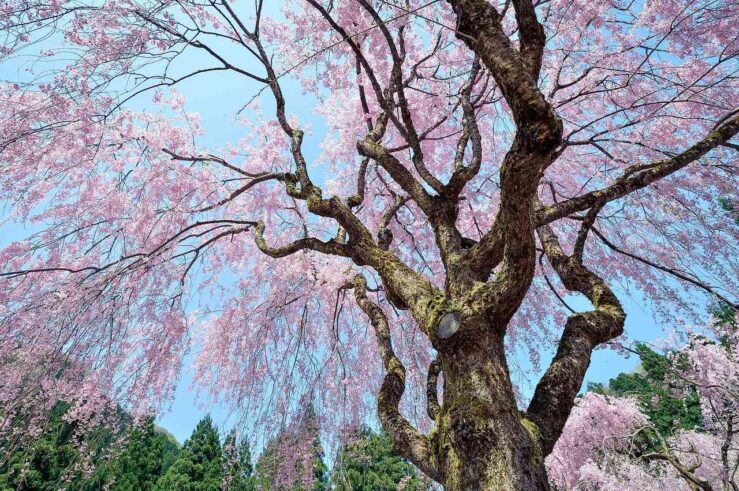Tokyo Cherry Blossom Season Japanese Blossoms