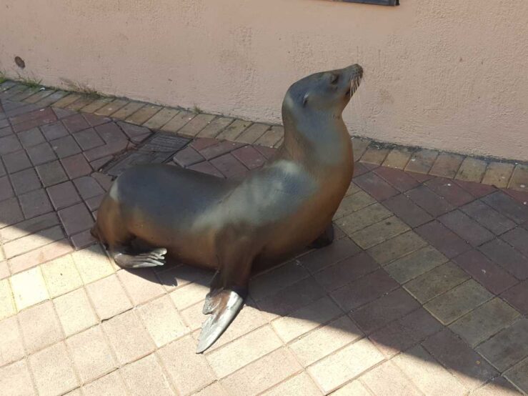 Puerto Ayora Galapagos things to do