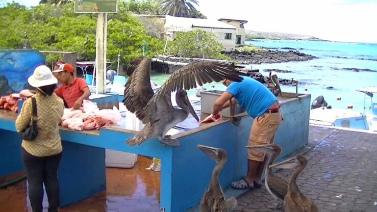 Puerto Ayora itinerary & things to do