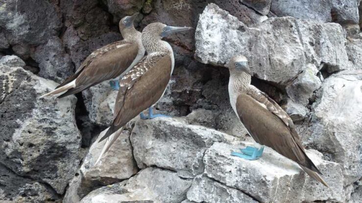 Blue-footed birds, giant sea turtles