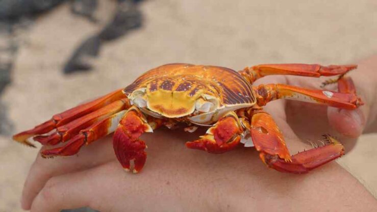 Galapagos Iguanas, Sally Lightfoot Crab