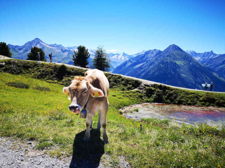 Tuxertal Zillertal Mountains in Austrian Tyrol Alps in Summer