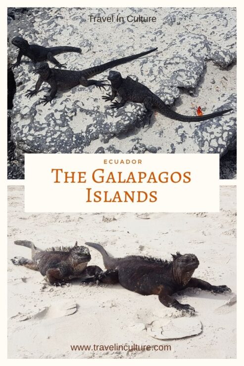 Galapagos Animals and Darwin’s Birds – Tortuga Bay