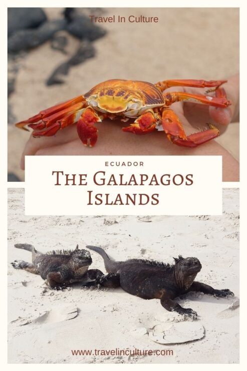Meet the Galapagos Iguanas, Sally Lightfoot Crab