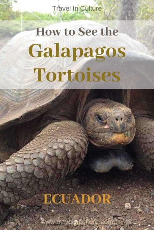 A Taxi Driver is our Tour Guide to the Galapagos Giant Tortoises