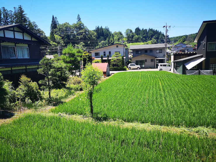Rice field