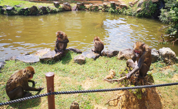 Iwatayama Monkey Park