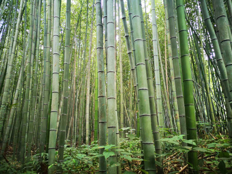 Arashiyama Bamboo Grove Kyoto Forest