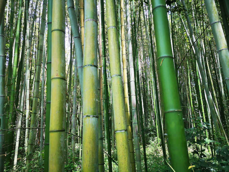 Arashiyama Bamboo Grove Kyoto Forest