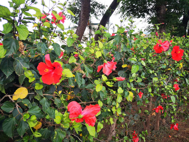 exotic flowers