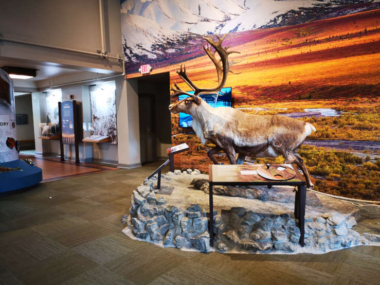 reindeer museum public lands centre