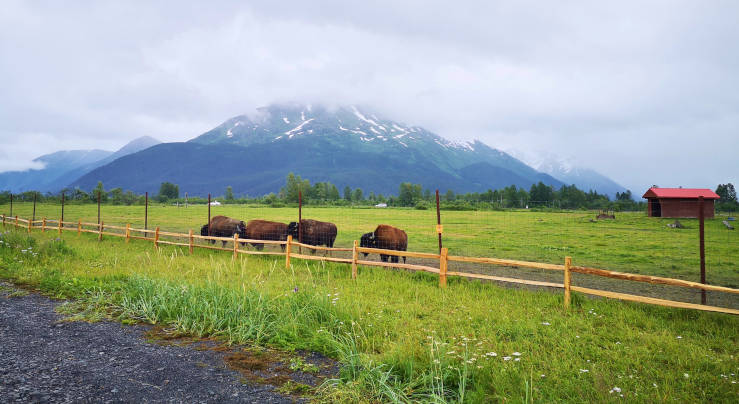 Where to stay in Anchorage Alaska cruise