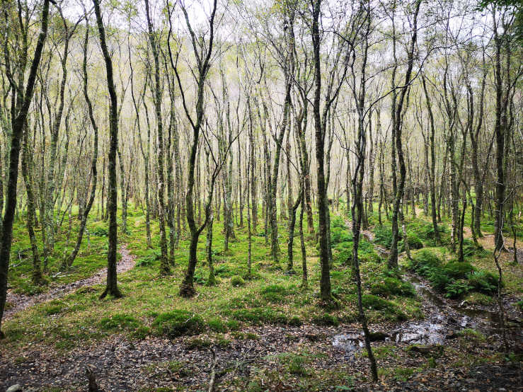 Wicklow Mountains National Park