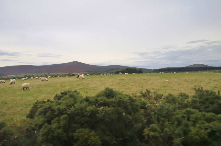 Wicklow Mountains National Park sheep