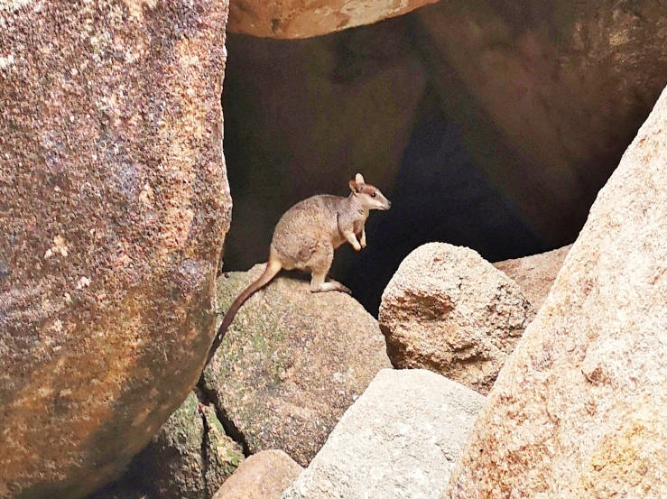 Queensland rock wallaby