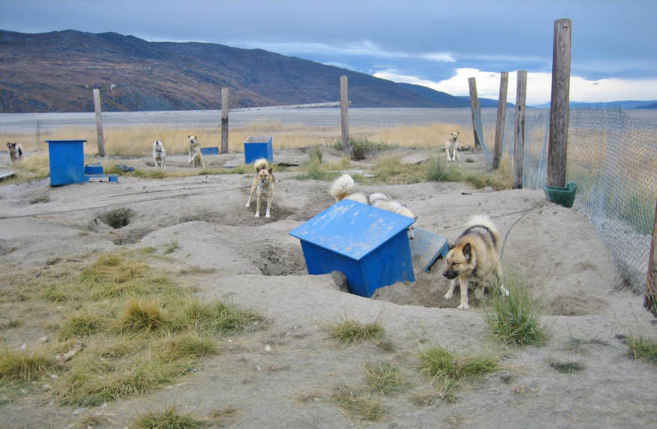 Kangerlussuaq sledge dogs: visit Greenland